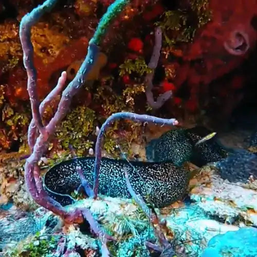 Barracuda Reef Dive in Cozumel dive site in Cozumel, Mexico — underwater reef photo — gallery photo