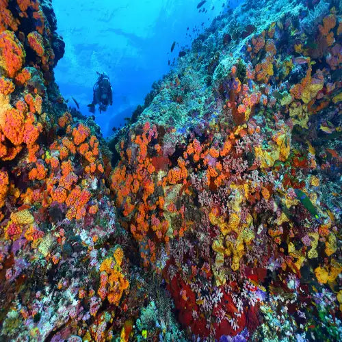 Barracuda Reef Dive in Cozumel dive site in Cozumel, Mexico — underwater reef photo — gallery photo