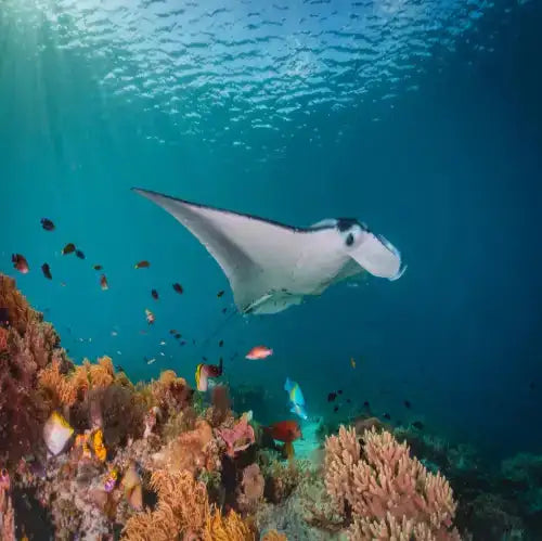 Cantarel Cozumel – Seasonal Eagle Ray Diving dive site in Cozumel, Mexico — underwater reef photo — gallery photo