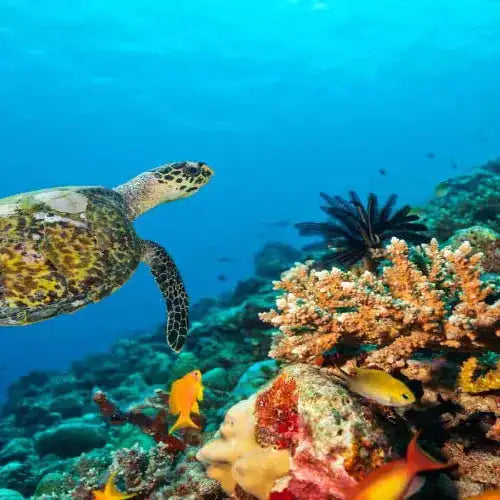 Chun-Chacaab Reef Cozumel Dive Site dive site in Cozumel, Mexico — underwater reef photo — gallery photo