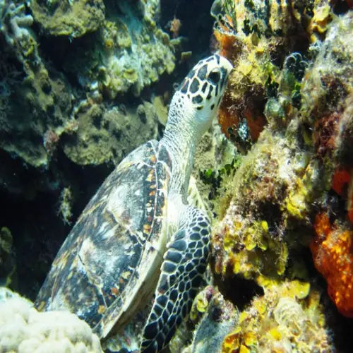 Colombia Deep Reef Cozumel Dive Site dive site in Cozumel, Mexico — underwater reef photo — gallery photo