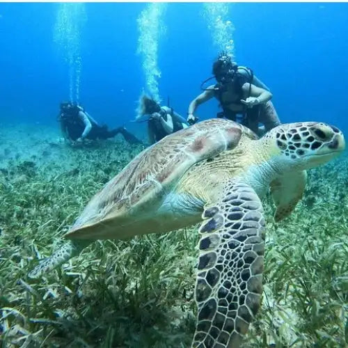 Chen Rio Reef Cozumel Dive Site dive site in Cozumel, Mexico — underwater reef photo — gallery photo