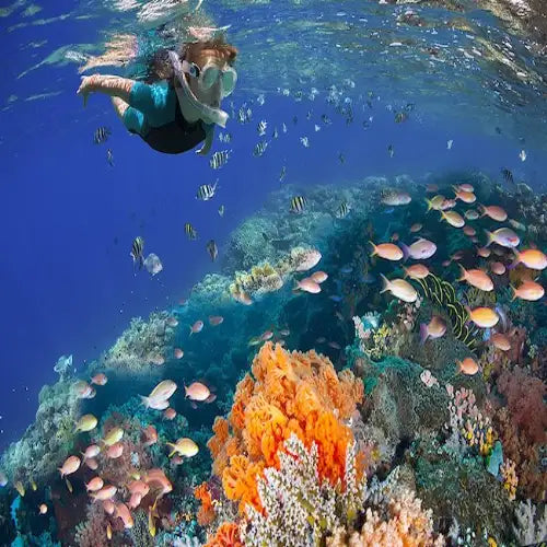 Snorkeler over a shallow coral reef in Cozumel