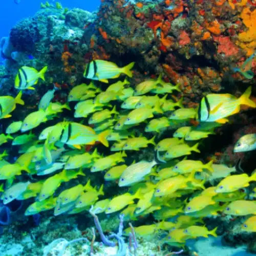 Chankanaab Reef Dive Site – Cozumel dive site in Cozumel, Mexico — underwater reef photo — gallery photo