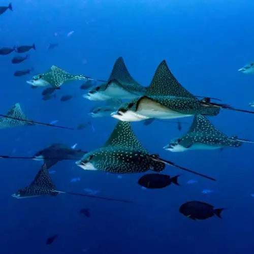 A school of spotted eagle rays glides through deep blue water, their dark bodies adorned with white spots and long, slender tails