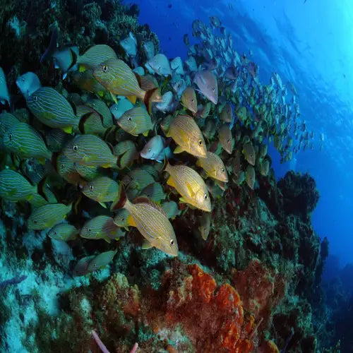 Chun-Chacaab Reef Cozumel Dive Site dive site in Cozumel, Mexico — underwater reef photo — gallery photo