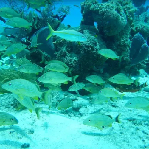 Chankanaab Reef Dive Site – Cozumel dive site in Cozumel, Mexico — underwater reef photo — gallery photo