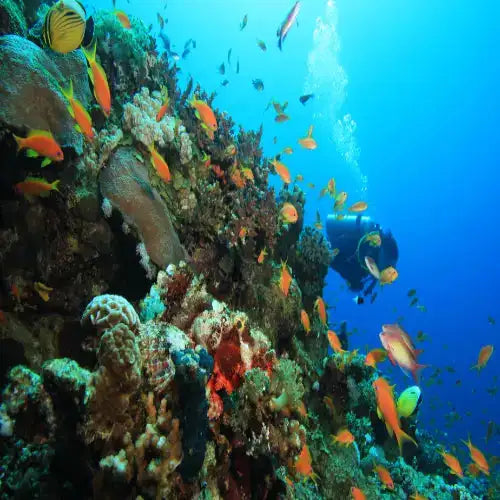 Chun-Chacaab Reef Cozumel Dive Site dive site in Cozumel, Mexico — underwater reef photo — gallery photo