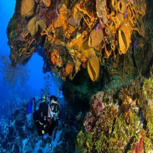 Chun-Chacaab Reef Cozumel Dive Site dive site in Cozumel, Mexico — underwater reef photo — gallery photo