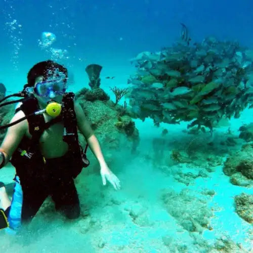 Chankanaab Reef Dive Site – Cozumel dive site in Cozumel, Mexico — underwater reef photo — gallery photo