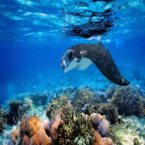 Cantarel Cozumel – Seasonal Eagle Ray Diving dive site in Cozumel, Mexico — underwater reef photo — gallery photo