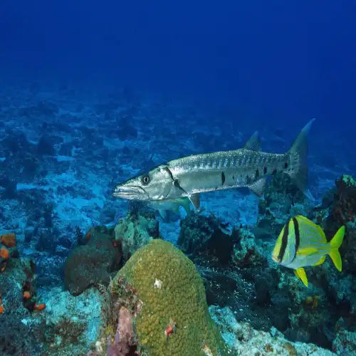 Barracuda Reef Dive in Cozumel dive site in Cozumel, Mexico — underwater reef photo — gallery photo