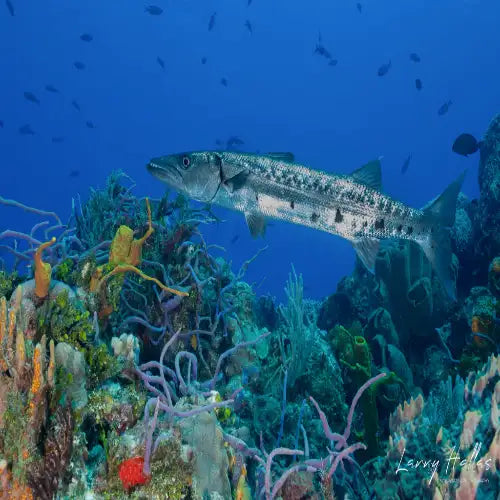 Barracuda Reef Dive in Cozumel dive site in Cozumel, Mexico — underwater reef photo — gallery photo