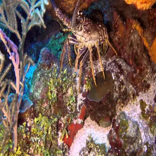 Chun-Chacaab Reef Cozumel Dive Site dive site in Cozumel, Mexico — underwater reef photo — gallery photo