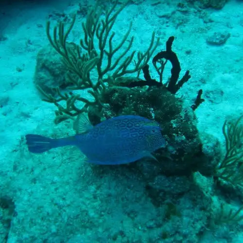 Chankanaab Reef Dive Site – Cozumel dive site in Cozumel, Mexico — underwater reef photo — gallery photo