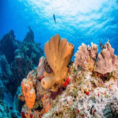 Barracuda Reef Dive in Cozumel dive site in Cozumel, Mexico — underwater reef photo — gallery photo