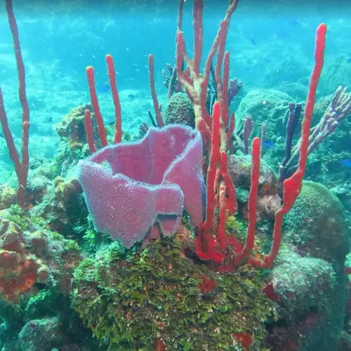 Chankanaab Reef Dive Site – Cozumel dive site in Cozumel, Mexico — underwater reef photo — gallery photo