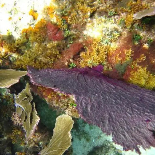 Chun-Chacaab Reef Cozumel Dive Site dive site in Cozumel, Mexico — underwater reef photo — gallery photo