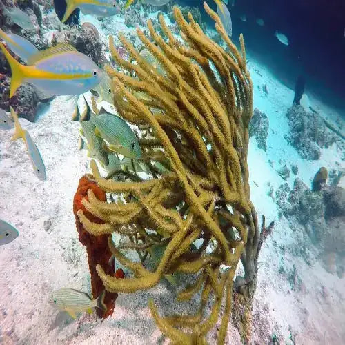 Chun-Chacaab Reef Cozumel Dive Site dive site in Cozumel, Mexico — underwater reef photo — gallery photo