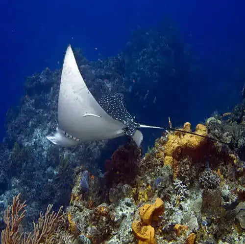 Cantarel Cozumel – Seasonal Eagle Ray Diving dive site in Cozumel, Mexico — underwater reef photo — gallery photo