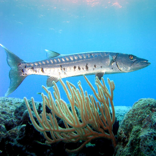 Barracuda Wall Cozumel: Advanced Drift Dive Site