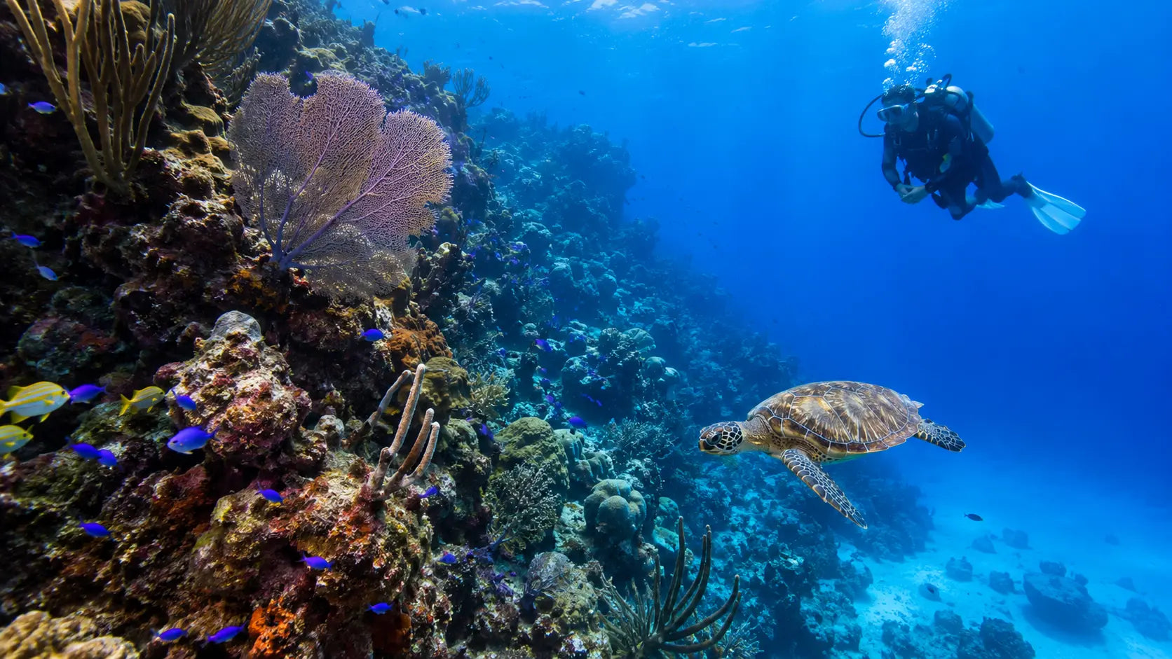 Best Dive Sites in Cozumel: Full guide for Reefs, Depths and Skill Levels