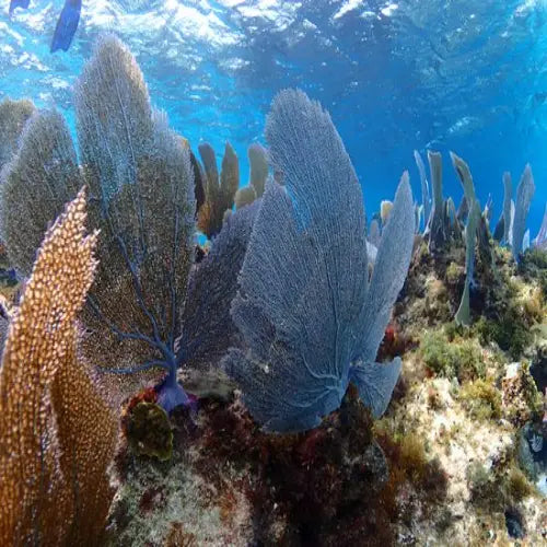 Colombia Deep Reef Cozumel Dive Site dive site in Cozumel, Mexico — underwater reef photo — gallery photo