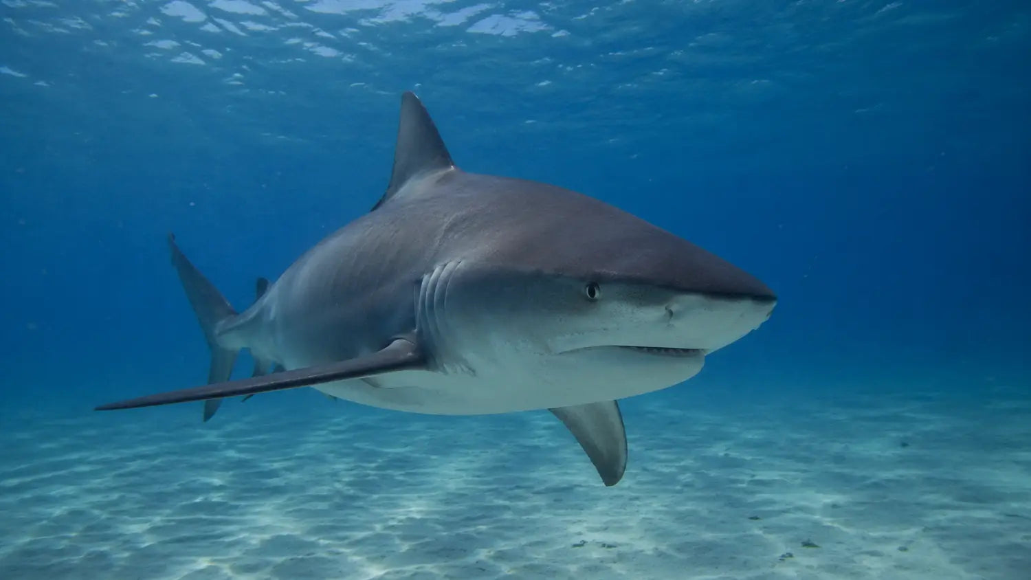 Bull Shark Diving Playa del Carmen: What Cozumel Divers Need to Know