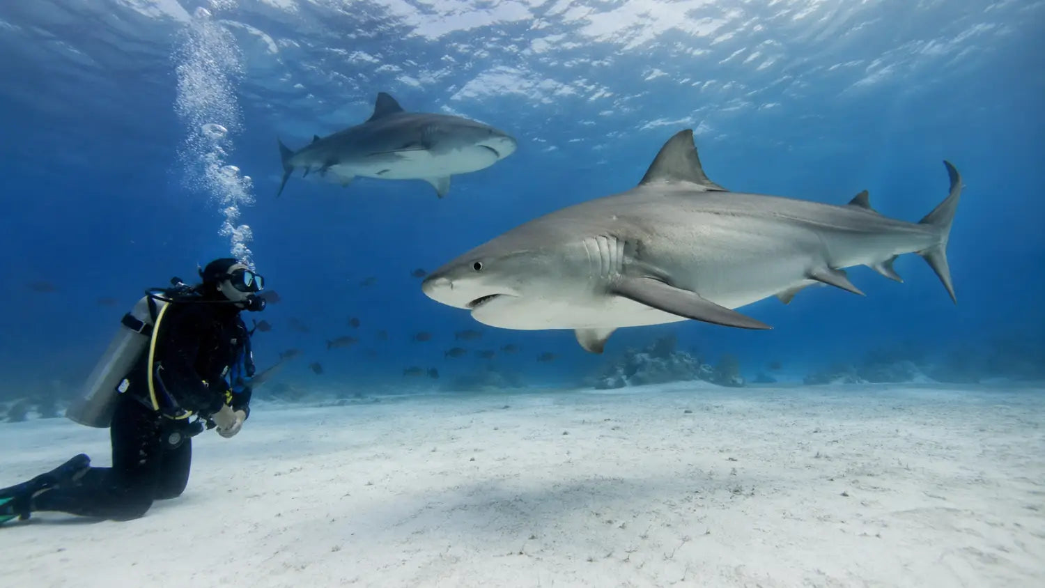 Bull Shark Diving Cozumel