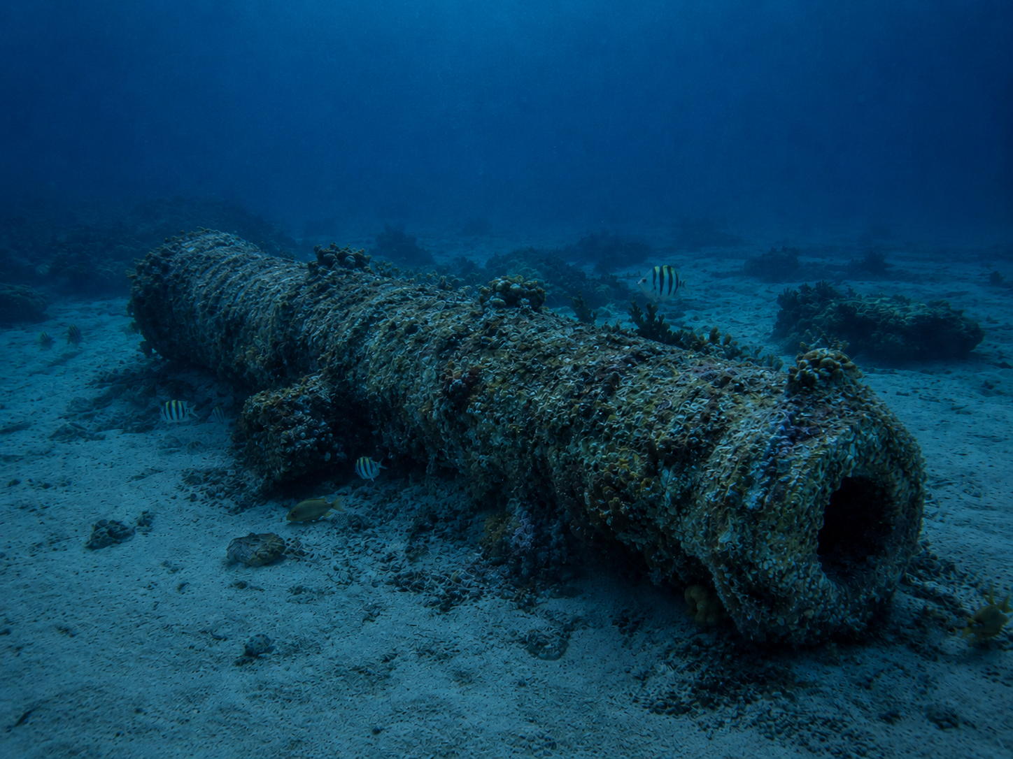 Spanish Galleon Dive in Cozumel: Cannons, Anchors & Lost Caribbean History
