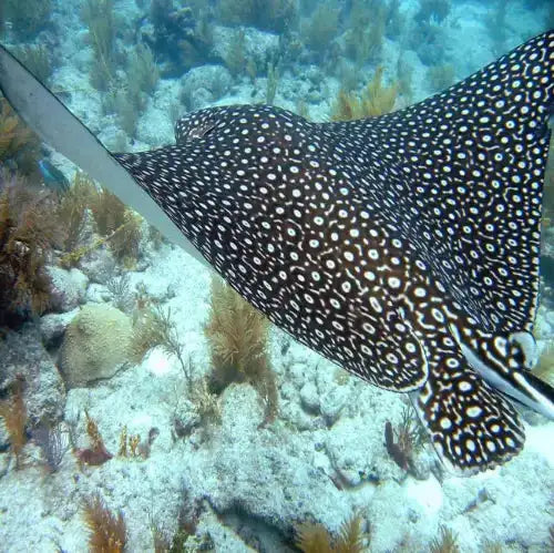 Eagle Ray Season in Cozumel: Best Time & Dive Sites to see Spotted Eagle Rays