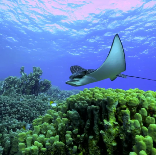 Cantarel Cozumel – Seasonal Eagle Ray Diving