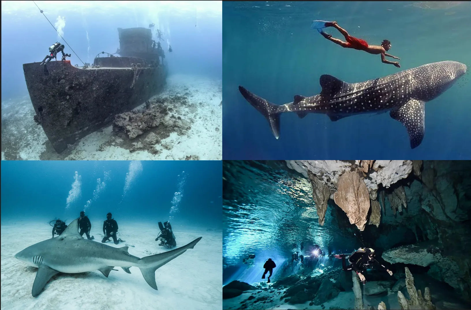 Whale Shark Tour Cozumel: What Divers Need to Know