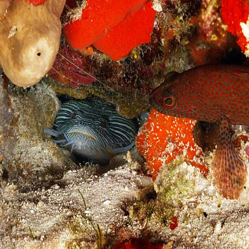Chankanaab Bolones Dive Site