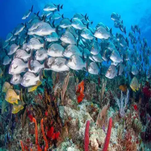 while diving in cozumel A school of silver-blue fish swims together over a vibrant coral reef