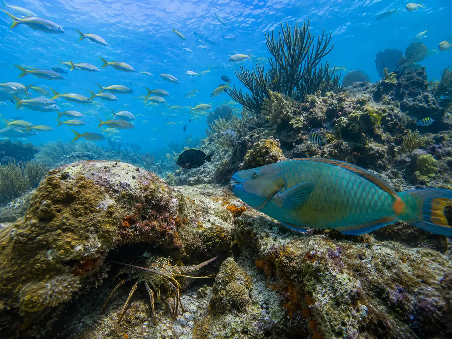Chankanaab Reef Dive Site – Cozumel