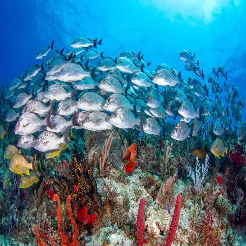 Colombia Deep Reef Cozumel Dive Site dive site in Cozumel, Mexico — underwater reef photo — gallery photo