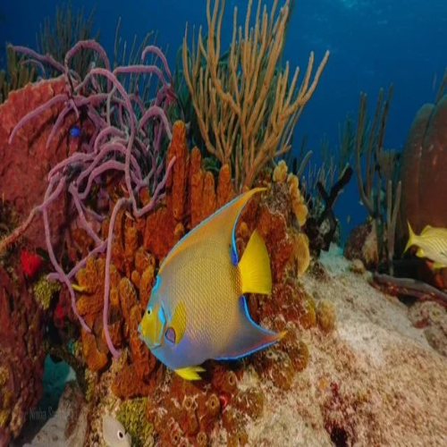 Colombia Shallows – Cozumel Dive Site Guide