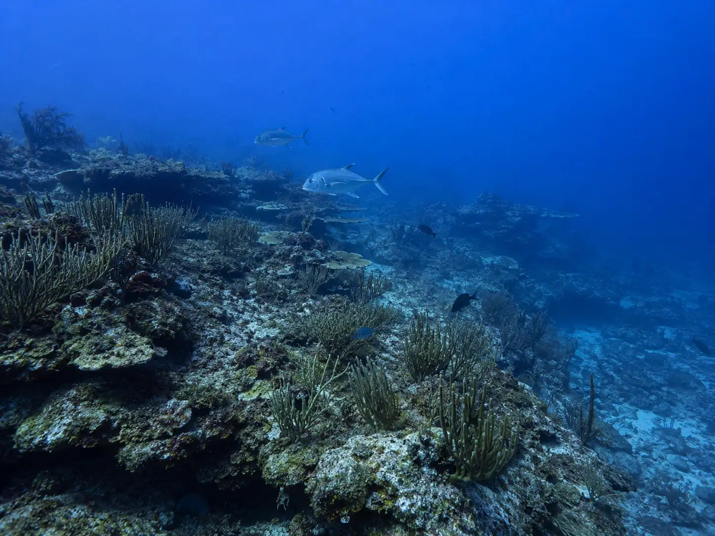 Coral Princess Reef Cozumel: Complete Dive Site Guide