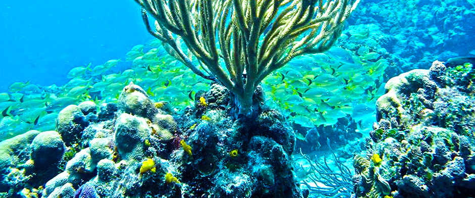 Cozumel Snorkel