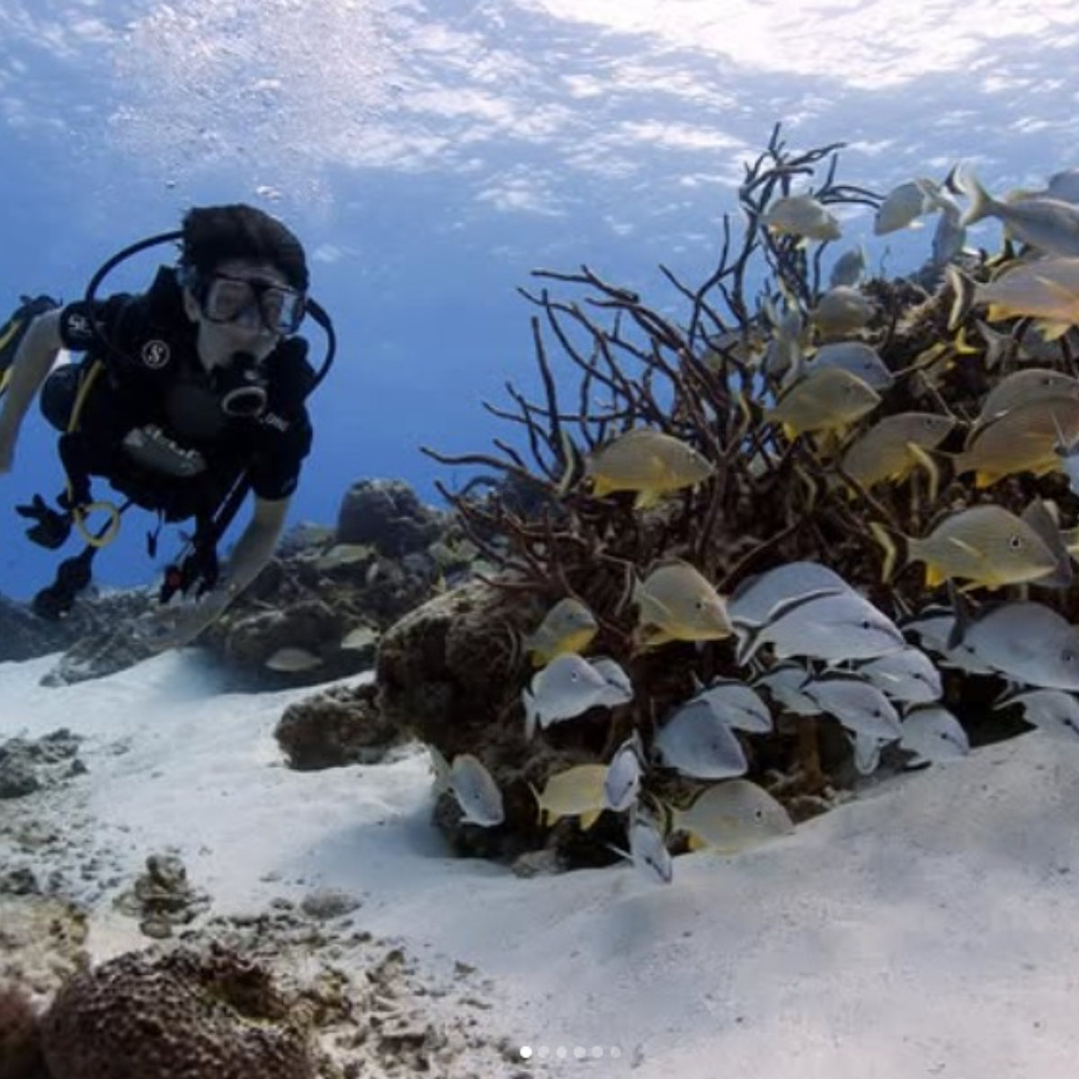 Dive Palancar Cozumel: The Complete Guide — Cozumel, Mexico