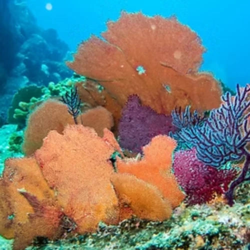 El Islote Reef Cozumel Dive Site dive site in Cozumel, Mexico — underwater reef photo — gallery photo