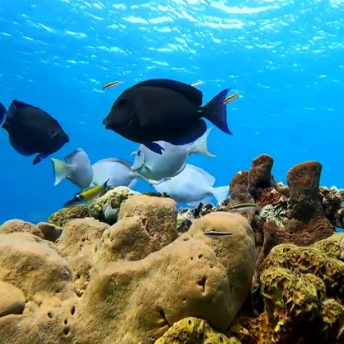 El Mirador Reef Cozumel Dive Site dive site in Cozumel, Mexico — underwater reef photo — gallery photo