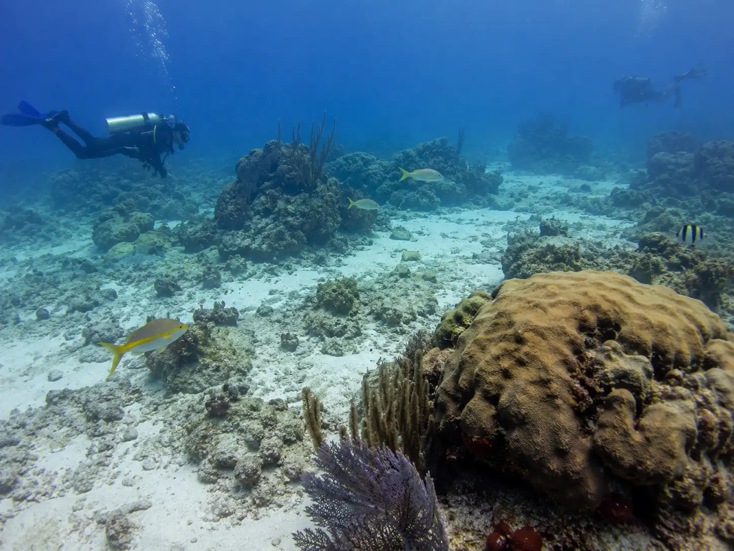 El Presidente Cozumel: Complete Dive Site Guide