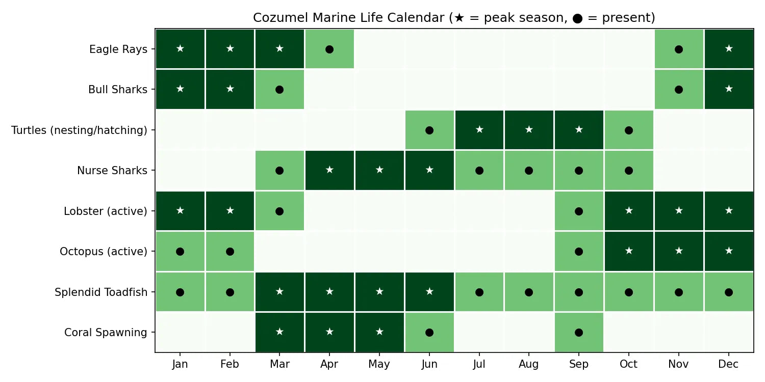 Heatmap calendar showing peak and present months for eagle rays, bull sharks, turtles, nurse sharks, lobster, octopus, splendid toadfish and coral spawning in Cozumel