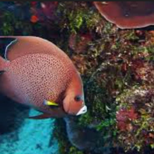 La Francesa Reef Cozumel Dive Site