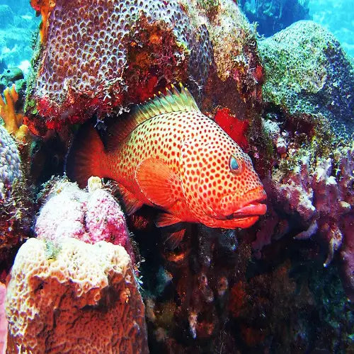 La Francesa Reef Cozumel Dive Site dive site in Cozumel, Mexico — underwater reef photo — gallery photo