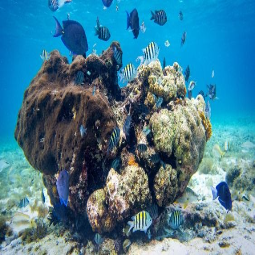 Las Palmas Reef Dive Site – Cozumel dive site in Cozumel, Mexico — underwater reef photo — gallery photo