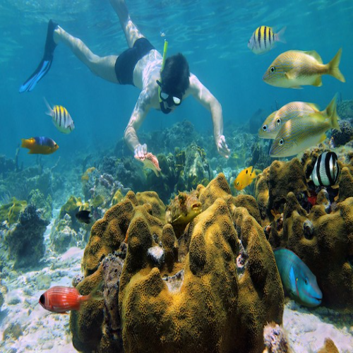 Las Palmas Reef Dive Site – Cozumel dive site in Cozumel, Mexico — underwater reef photo — gallery photo