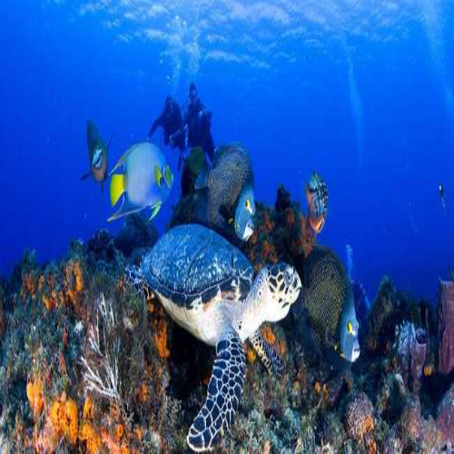 Las Palmas Reef Dive Site – Cozumel dive site in Cozumel, Mexico — underwater reef photo — gallery photo